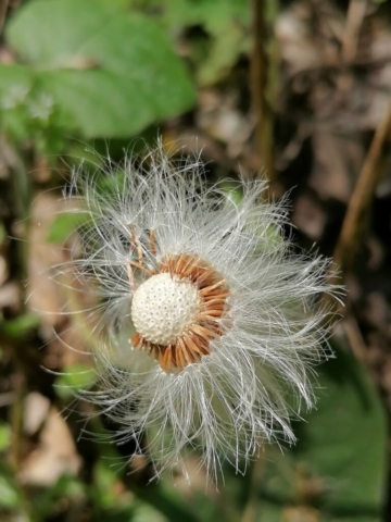 Flugschirme Huflattich